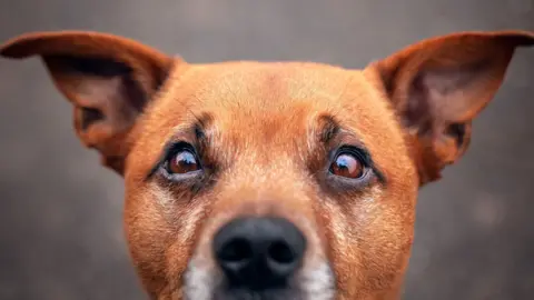 A close up of a brown dog's head. It's ears are up and it is staring into the camera.