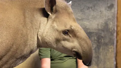 A side view of the tapir showing its trunk and grey and white fur. A person is obscured in the background behind the animal. 