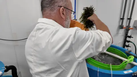 A man with a beard and glasses wearing a white lab coat puts a handful of green seagrass into a blue tub