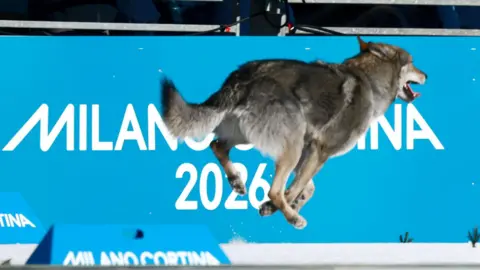 A dog running at the Olympic cross country