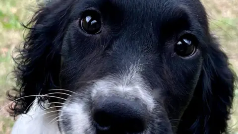 Anne-Marie Millard The close-up face of a black and white puppy. The dog has whiskers and its eyes are wide open.