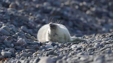 Cumbria Wildlife Trust A grey seal pup. The pup is fluffy and white and is leaning over on its back. It rests on blue grey cobbled stones. 