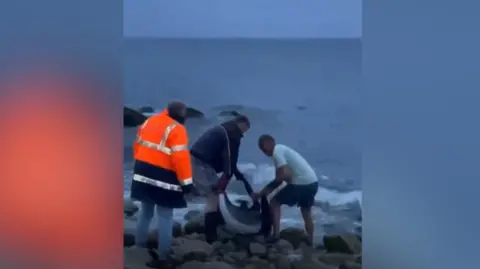 A small Harbour Porpoise is lying on rocks at a beach and three men are picking it up. Two men are trying to lift the Porpoise with a jacket under it. Another man in a high viz jacket is standing nearby. It's getting dark.