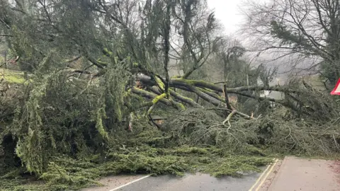 Fallen tree lying across a road