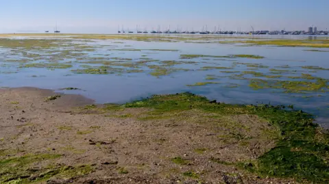 Getty Images View of the salt water lagoon Mar Menor. Marina in the horizon. Beach and water with algae.