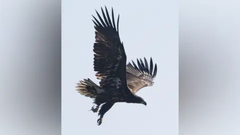Steve Gantlett/cleybirds.com A white-tailed eagle lifts its wings as it flies through the air on a clear day