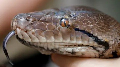 A close-up of a python's head, which has brown scaly skin, a red eye and its tongue protruding from its mouth