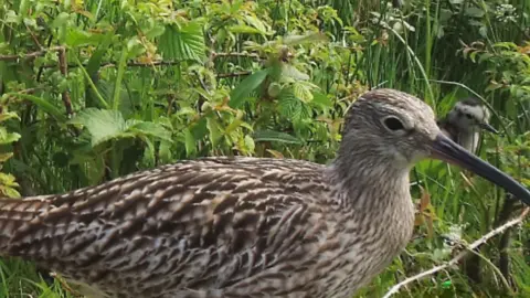 RSPB NI An adult curlew and curlew chick in some long grass