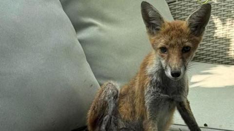 A young fox cub sits on a sofa staring at the camera brazenly. It has orange fur with white fur at the front which is slightly discoloured.