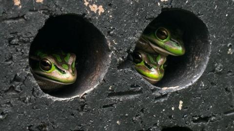 Frogs in brick holes