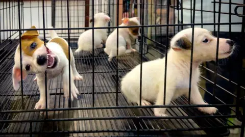 گتی ایماژ چهار توله سگ برای فروش در قفس در بازار چاتوچاک