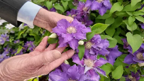 A close-up of two hands gently holding some purple flowers. The flowers have multiple petals with white centers, and they are surrounded by green leaves.