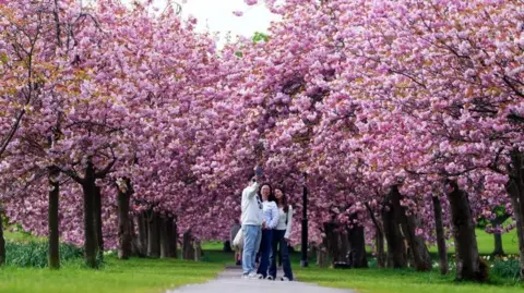 Three people pose for a selfie in front of the cherry blossom on The Stray in Harrogate, North Yorkshire 