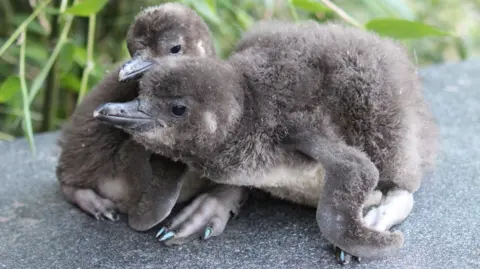 Two penguin chicks, with grey plummage, one of which has blue nail varnish on their claws