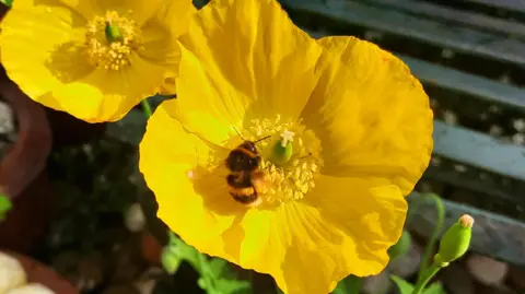 Weather Watcher Gadabout A bright yellow and black striped bumblebee out pollinating on a large yellow flower which has a large head. The sun is catching the bee and the flower which are very colourful.