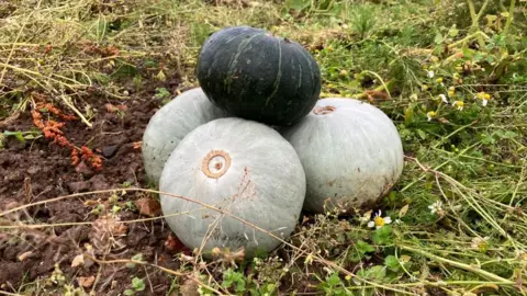 James Grant/BBC Four squashes - three grey and one green and black piled on top of each other in a field 