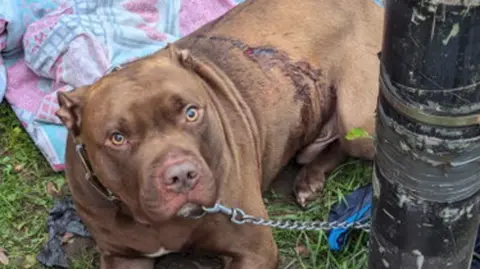 RSPCA A brown dog, who is on a chain, is on grass and looking at the camera. Stab wounds are visible on his back.