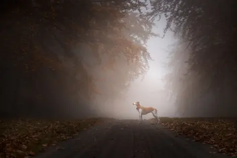 Susan Lang A dog in the mist