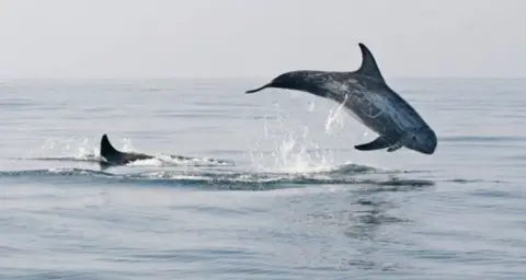 MANX WHALE AND DOLPHIN WATCH Young Risso's dolphins off the Manx coast