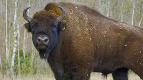 Victoria Ward A large bison stands side on but with its head turned to look directly at the camera. It has thick brown fur which is speckled with small bits of grass and wood as if it has recently rolled on the ground. The bison has a yellow ear tag and has short dark-coloured horns, with a tuft of black beard growing down from its chin. A woodland of thin trees stands behind the animal.