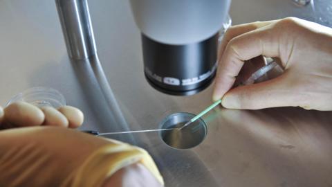 Embryos being placed onto a CryoLeaf ready for instant freezing during the vitrification process