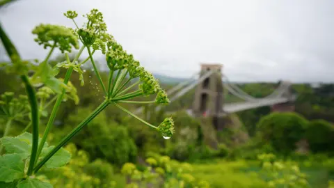 A wild Angelica plant not in bloom is in focus with Clifton Suspension Bridge blurred in the background. The day is grey and there's a water droplet on one of the stalks and a droplet ridden cobweb on another.