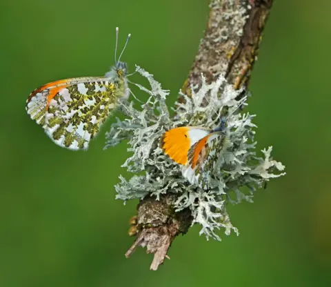 Thomas Roberts Orange-tip butterfly