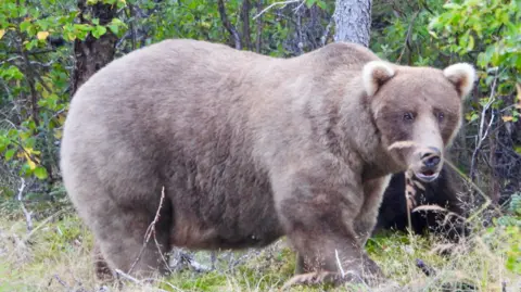 The winner of fat bear week, a brown bear named Grazer 128, walks in woodland. The bear has blond ears and a long, straight muzzle.