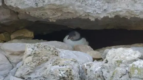 National Trust A small bird with a white chest and black head with white cheek and chinstrap sits hunched between a narrow gap in a grey rock face 