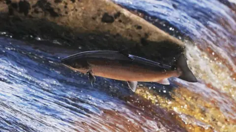 PA Media Salmon jumps in a river