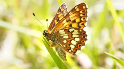 An orange, brown and yellow butterfly with a striped antennae sits on a blade of grass