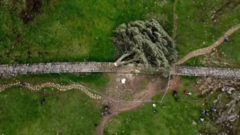 Reuters Sycamore Gap histrion   chopped  down