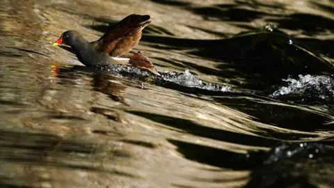 PA Media A moorhen struggles against the current in a river.