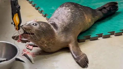 The male seal is eating a dead silver fish which is being held up in front of him with a yellow and black grabber. His brown fur is wet and he has long whiskers. He is lying partly on a grey floor, but the back of his body is on a green bit of flooring which has grooves along the outside. There are multiple dead, bloody fish around him and a large silver bowl in the left corner which has more fish inside it.