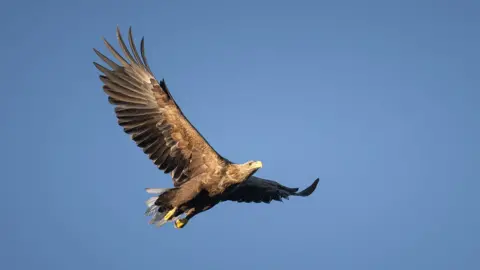 A white-tailed eagle flying in the sky, with yellow feet and a large wingspan