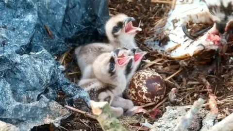 Three osprey chicks seen in their nest with mouths open waiting to be fed