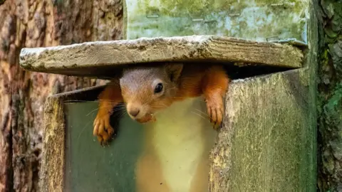 A red squirrel