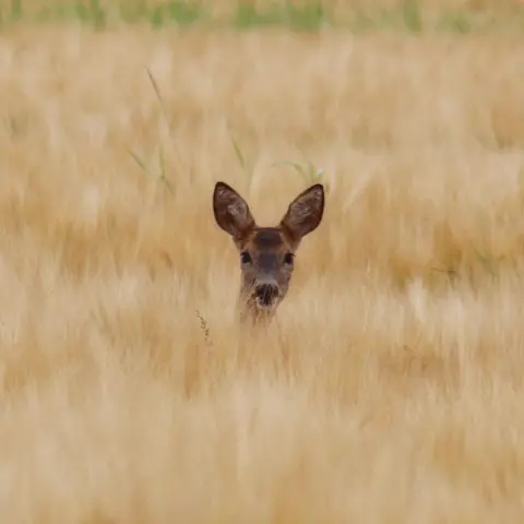 Charlie Scott A small brown deer partially visible through a field of gold barley stalks. The deer's head and upper body are visible and it's ears are raised. It is staring straight at the camera.