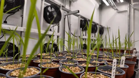 A close up view of rows of small rice plants in brown plastic pots. In the background are fans and lights that simulate weather conditions. There are tiny water droplets on the leaves of the rice plants