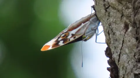 A brown-winged butterfly on the side of a tree bark, with a soft-focused background.