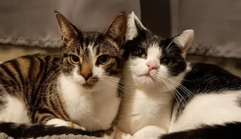 Two cats sat side-by-side