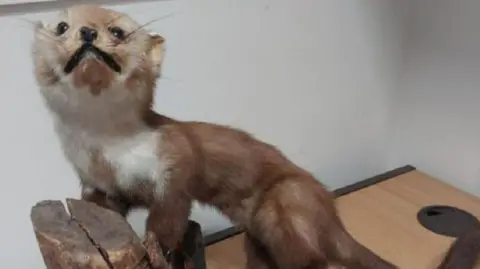 Taxidermy of a pine martin mounted on a tree branch