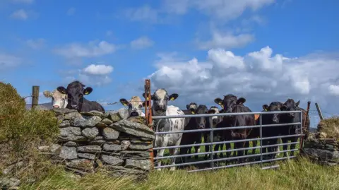 Manx Scenes A group of black and white cows stand next to a stone wall and grey metal fence. They look at the camera. The sky is blue and has white clouds.