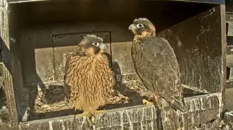Two juvenile peregrine falcons perched on the edge of a wooden nesting box