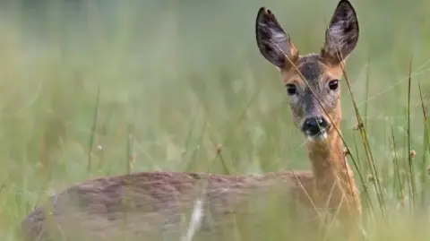 Getty Images Deer in grass