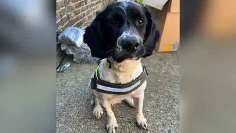 A black and white dog wearing a harness, sitting on the ground. Behind the dog is a brick wall, with some plastic-wrapped items and a cardboard box nearby. The dog is facing the camera directly.