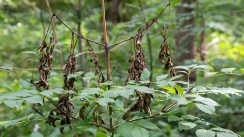 Getty Images Close-up image of a tree showing signs of ash dieback, with withered leaves.