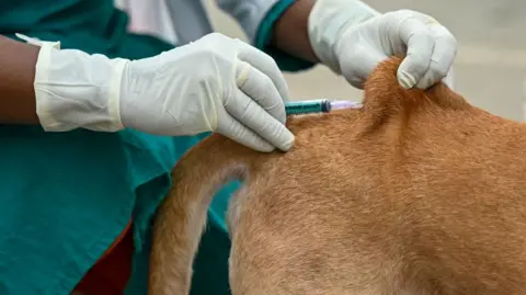 Getty Images A stock photo of a dog being given an anti-rabies vaccination.