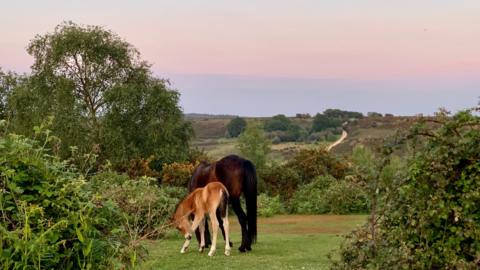 FRIDAY - A sandy-coloured foal with its mother, pictured in the New Forest at Godshill at sunset