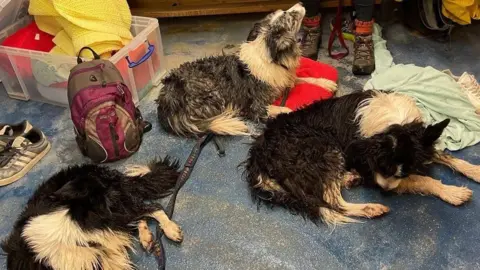 Hornsea Inshore Rescue Three black and white collie-type dogs, all with wet coats, lay sprawl on a blue- painted floor